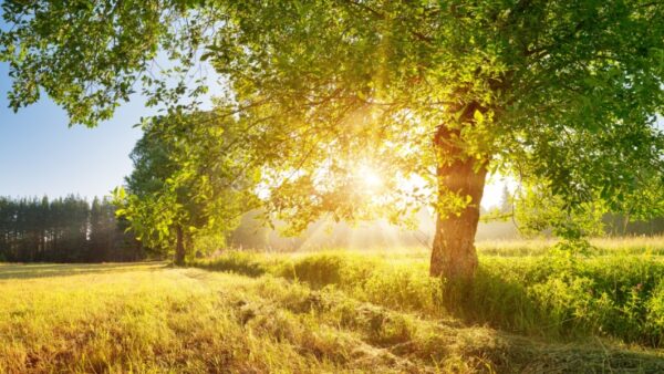 Clear field with a single tree