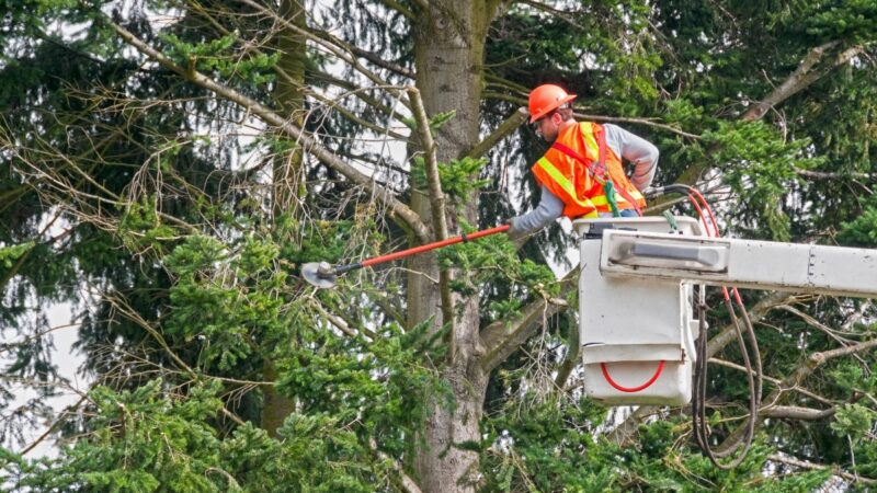 Man cabling a tree