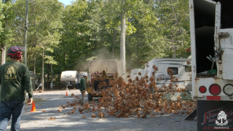 Tree removal